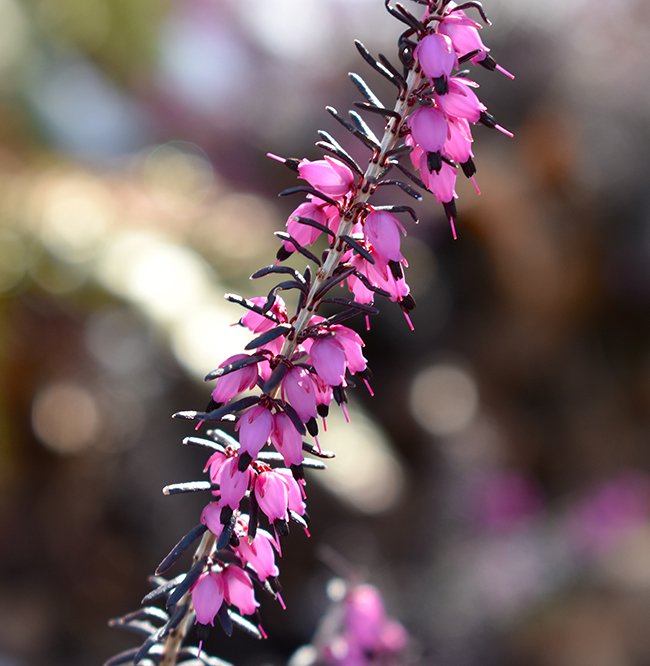 Erica-x-darleyensis-&#x27;Kramer&#x27;s-Rote&#x27;-Flowers-1-JWB21.JPG