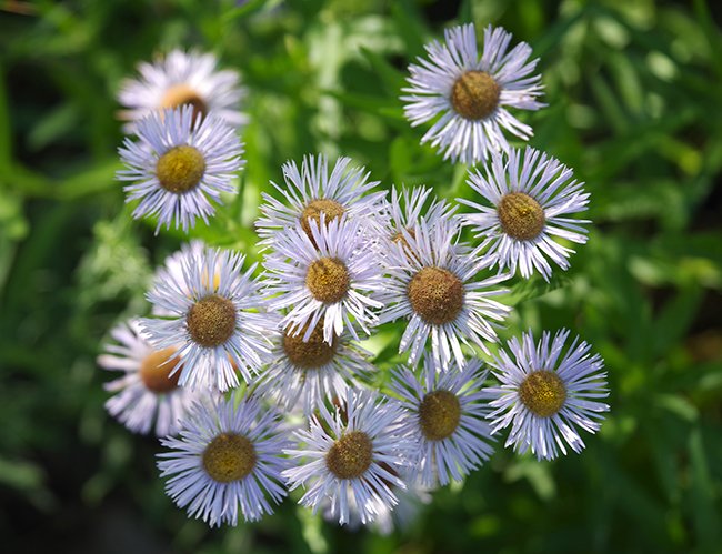 Erigeron-speciosus-Flowers-3-JWB23