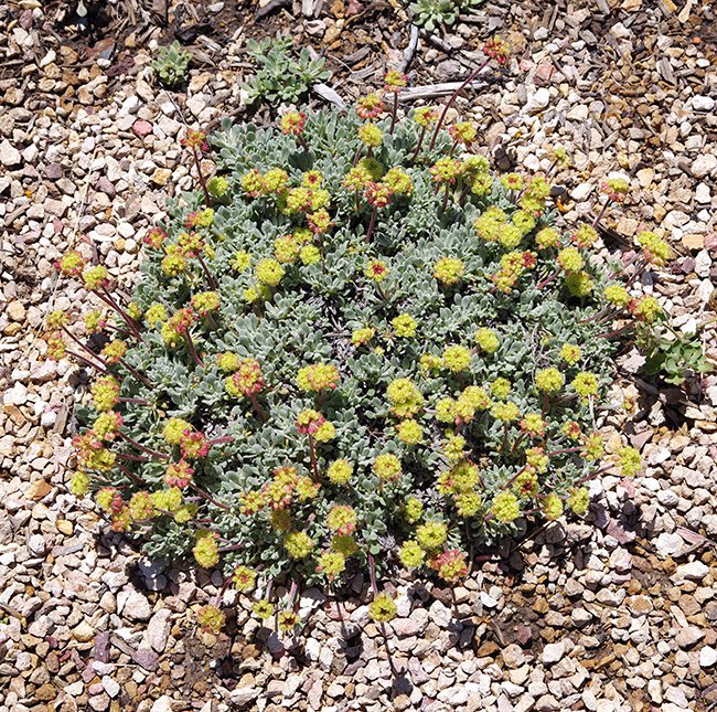 Eriogonum-caespitosum-Habit-in-Bloom-2-JWB22