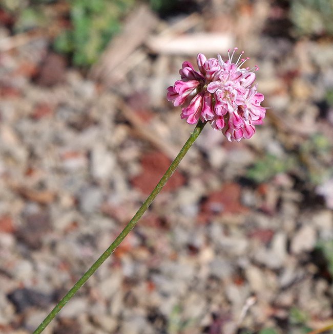 Eriogonum-kennedy-Flowers-1-JWB21.JPG