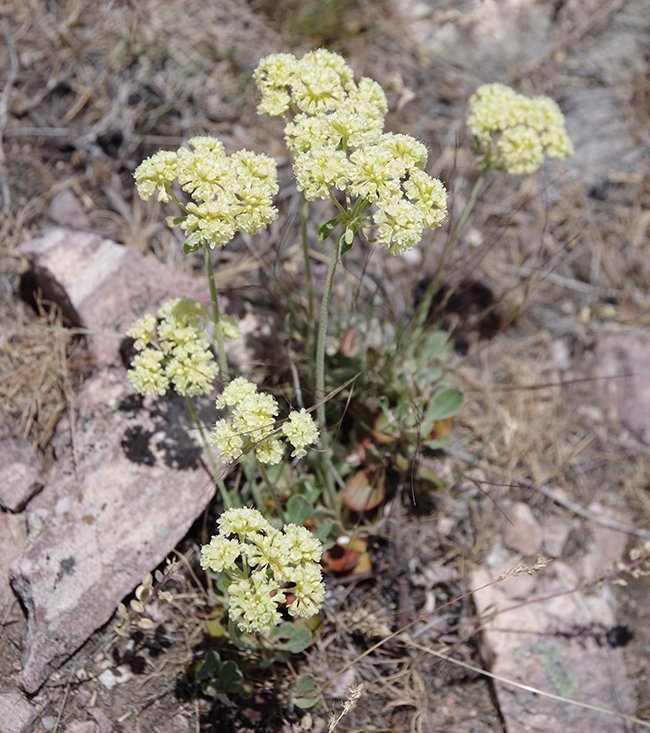 Eriogonum-umbellatum-Habit-in-Flower-1-JWB22