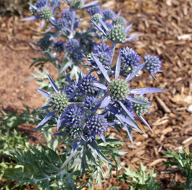 Eryngium-amethystinum-Flowers-1-JWB21.JPG