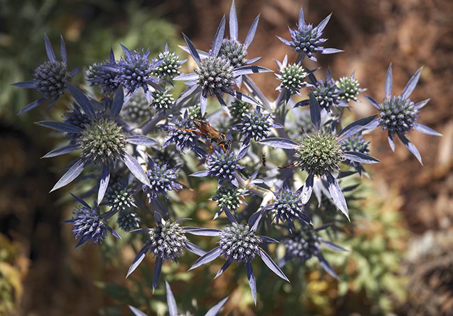 Eryngium-amethystinum-Flowers-1-JWB22