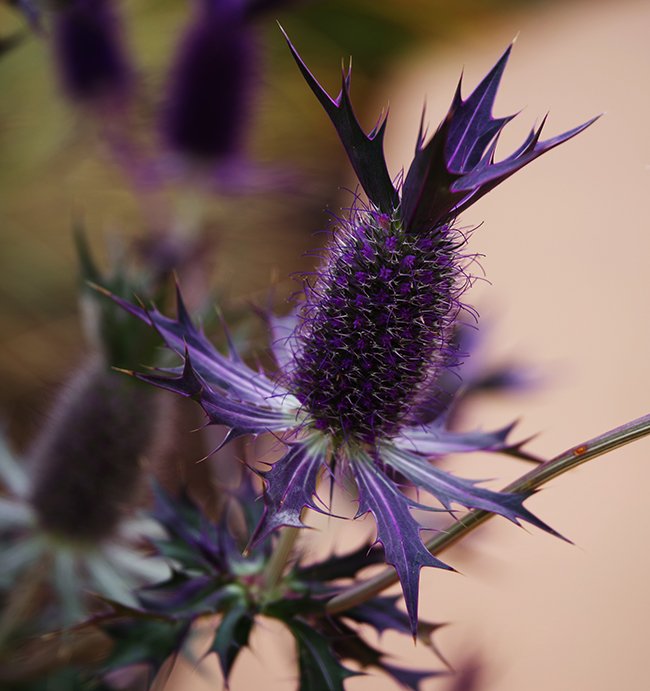 Eryngium-leavenworthii-Fall-HMS23