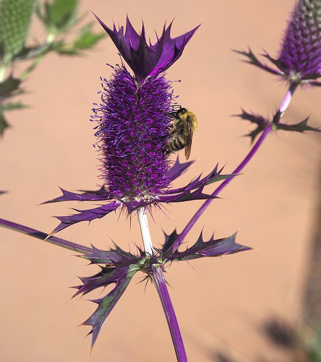 Eryngium-leavenworthii-Flowers-2-JWB22