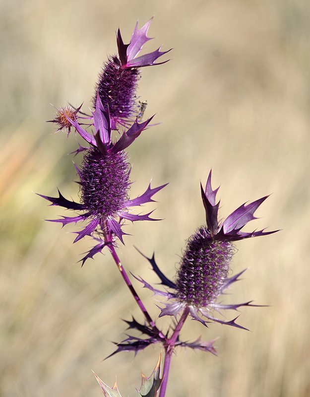 Eryngium-leavenworthii-Inflorescence-1-JWB23