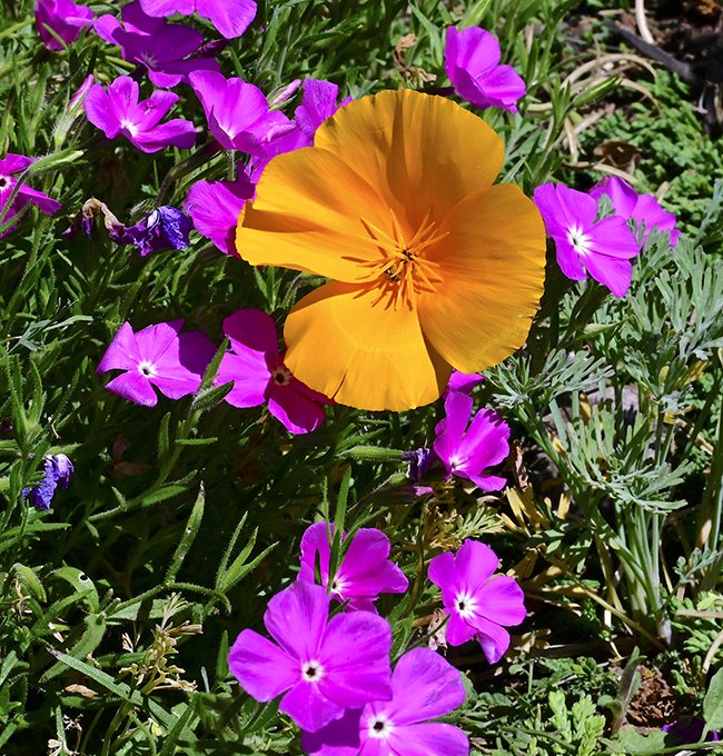 Eschscholtzia-californica-var.-mexicana-and-Phlox-nana-&#x27;Perfect-Pink&#x27;-Flowers-1-GLE23