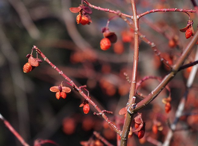 Euonymus-alata-&#x27;Compacta&#x27;-Fruit-1-JWB22