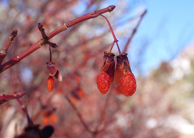 Euonymus-alatus-&#x27;Compactus&#x27;-Winter-HMS21