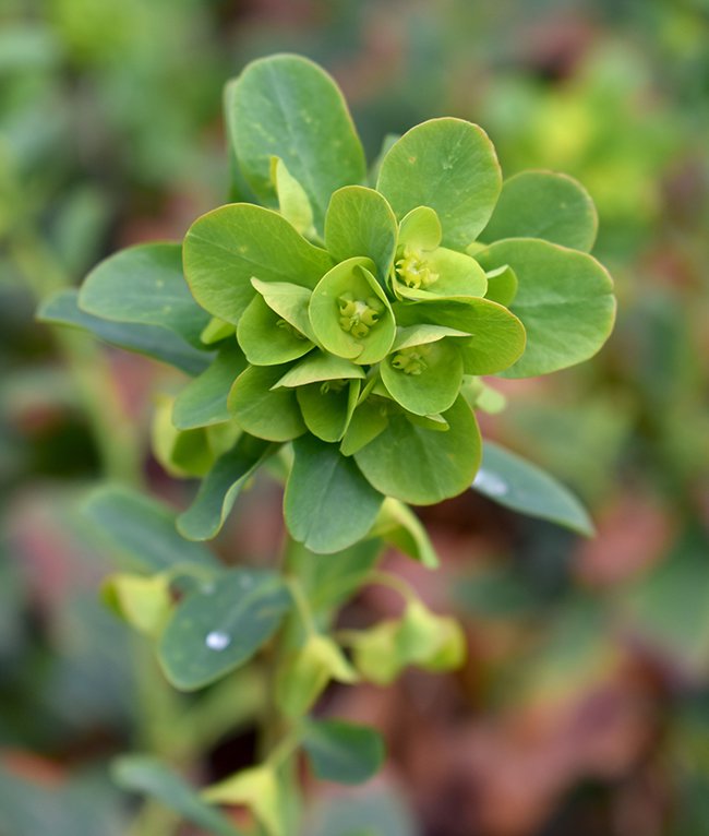 Euphorbia-amygdaloides-ssp.-robbiae-Flowers-1-JWB21.JPG