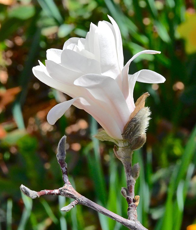 FW-Magnolia-stellata-&#x27;Royal-Star&#x27;-Flower-1-GLE21.JPG