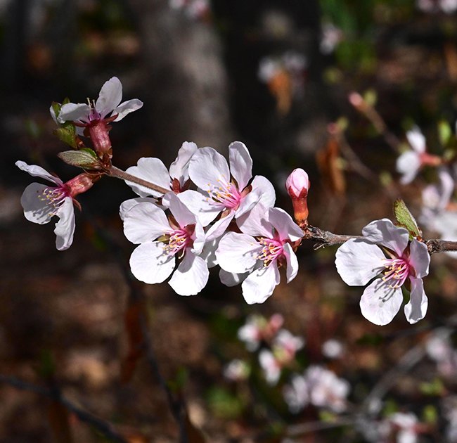 FW-Prunus-cerasifera-Flowers-1-GLE21.JPG