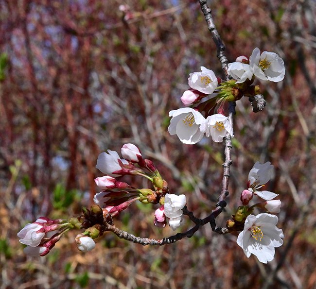 FW-Prunus-x-yedoensis-Flowers-1-GLE21.JPG