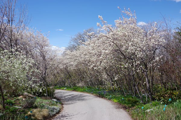 FW-Serviceberry-Tunnel-2-Spring-JWB20