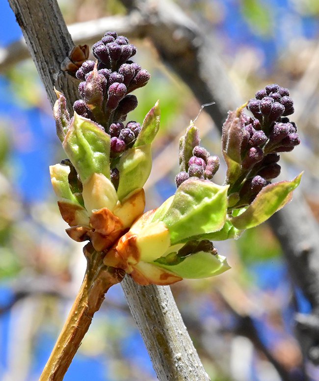 FW-Syringa-vulgaris-&#x27;Firmament&#x27;-Buds-1-GLE21.JPG