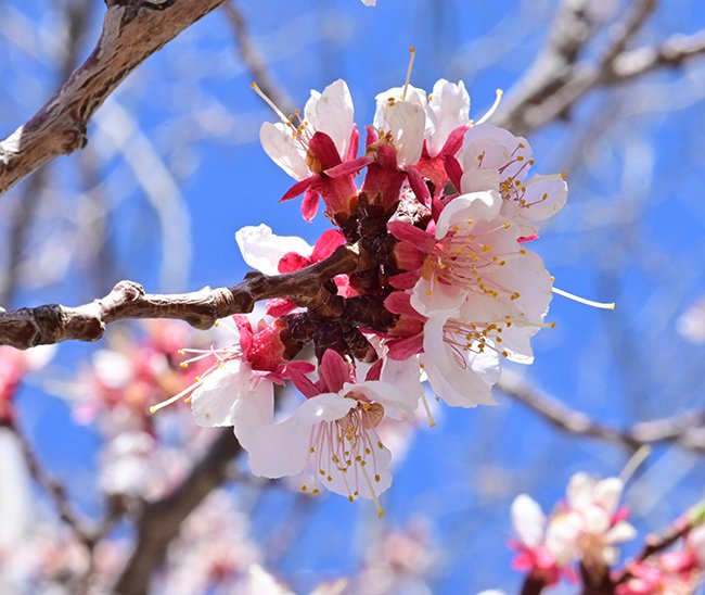 FW Prunus-mandshurica-Flowers-1-GLE21.JPG