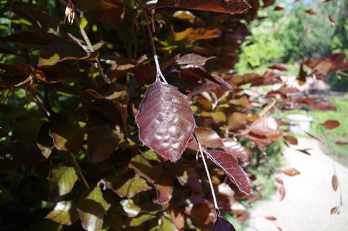 Fagus sylvatica 'Dawyck Purple' Leaves 2 HAL16.JPG