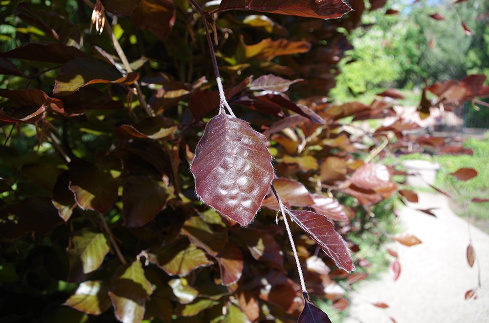 Fagus sylvatica 'Dawyck Purple' Leaves 2 HAL16.JPG