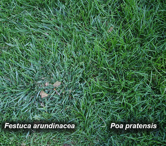 Festuca & Poa RBGA JWB23