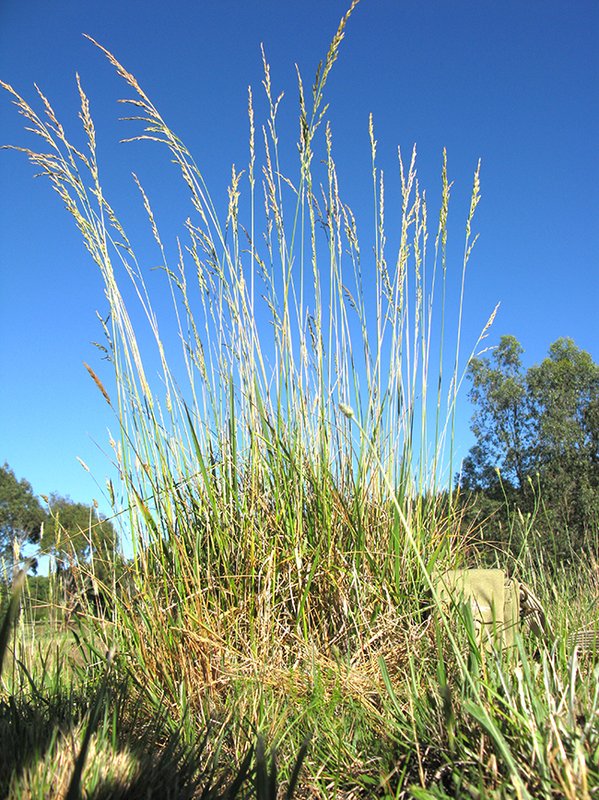 Festuca_arundinacea-Harry-Rose--(CC-BY-SA-2.0)