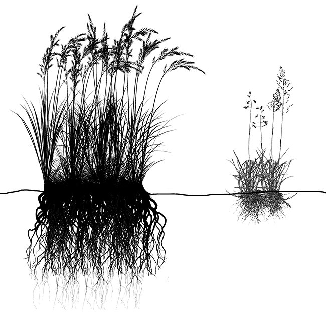 Festuca vs. Poa RESIZED