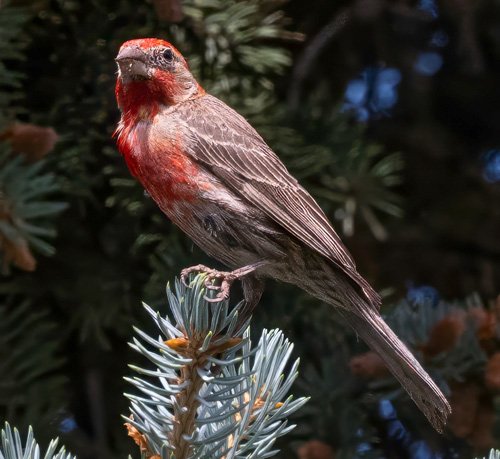 A red-headed finch perched atop a pine tree branch.