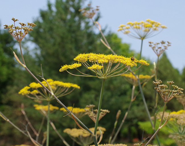 Foeniculum-vulgare-&#x27;Purpureum&#x27;-Flowers-JWB21.JPG