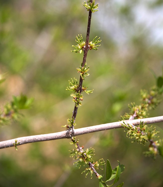 Forestiera-neomexicana-Flowers-1-JWB23