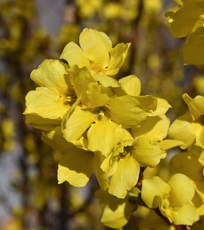 Forsythia-x-intermedia-&#x27;Mindor&#x27;-Flowers-2-JWB21.JPG