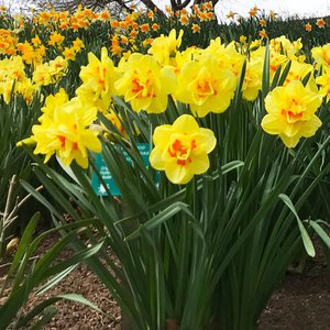Four-Seasons-daffodils(Narcissus-'Tahiti')