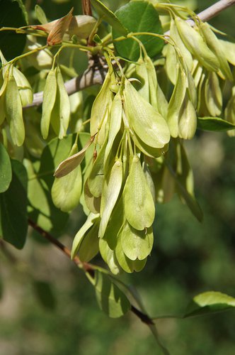 Fraxinus anomala Fruits 2 JWB19.JPG