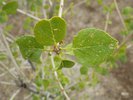 Fraxinus anomala Leaves JWB17.JPG