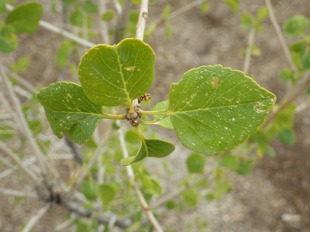 Fraxinus anomala Leaves JWB17.JPG
