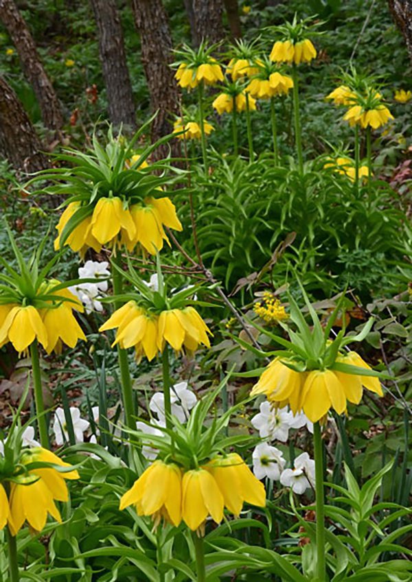 Fritillaria-imperialis-'Lutea'-Glen-Eurick