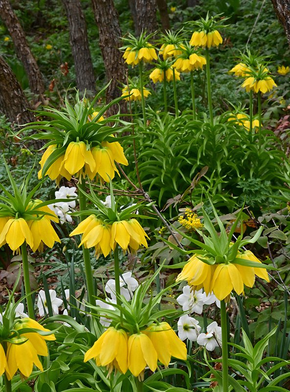 Fritillaria-imperialis-&#x27;Lutea&#x27;-Habit-in-Bloom-1-GLE21.JPG