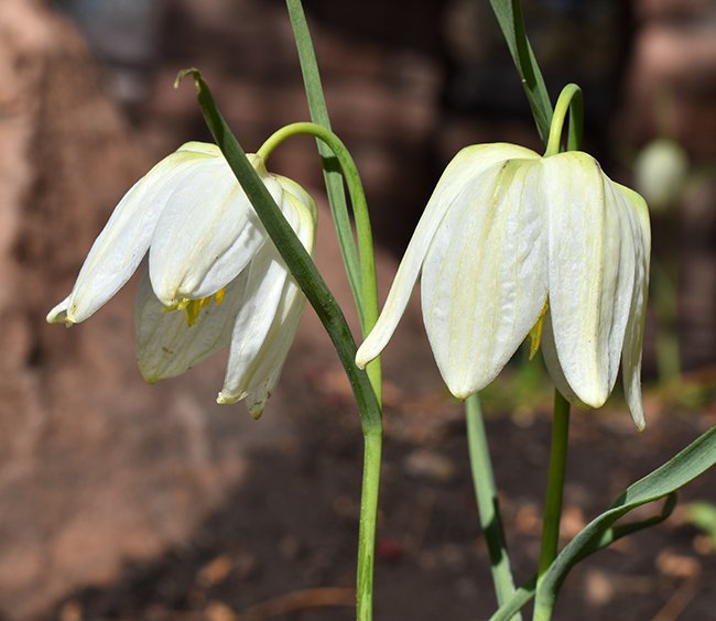 Fritillaria-meleagris-&#x27;Alba&#x27;-Flowers-1-JWB21.JPG