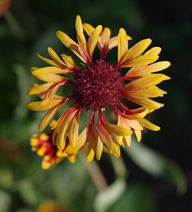 Gaillardia-&#x27;Fanfare&#x27;-Flowers-1-JWB22