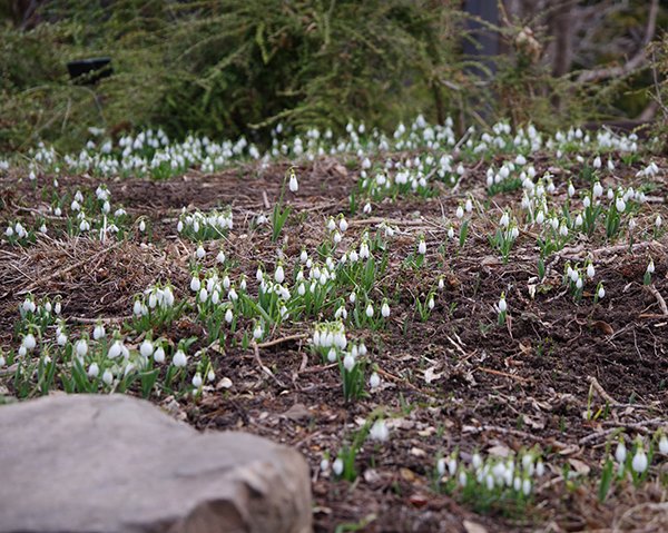 Snowdrops