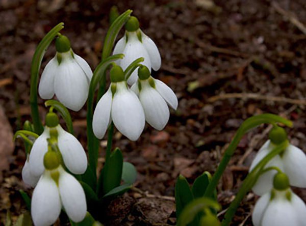 Galanthus-nivalis-Jason-Baker