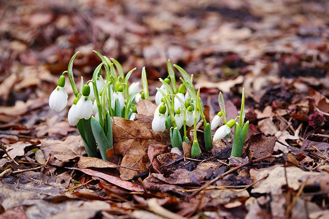 Galanthus-nivalis-Winter-HMS25