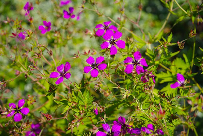 Geranium-psilostemon-Flower-5-Summer-HMS25