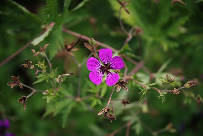 Geranium-psilostemon-Flower-HMS22