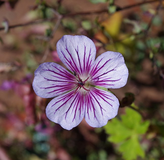 Geranium-wallichianum-&#x27;Crystal-Lake&#x27;-Flower-1-JWB21.JPG