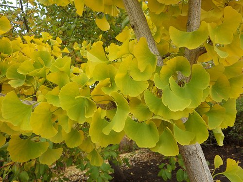 Gingko biloba 'Fairmont' Leaves HMS16.JPG