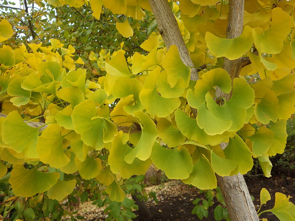 Gingko biloba 'Fairmont' Leaves HMS16.JPG