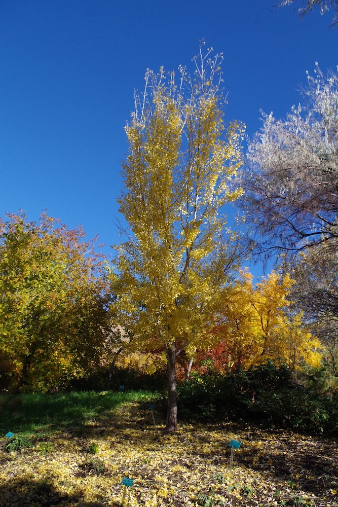 Ginkgo-biloba-'Fairmont'-Habit-Fall-HMS21.JPG