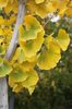 Ginkgo biloba 'Fairmont' Fall Leaf SQS14.JPG