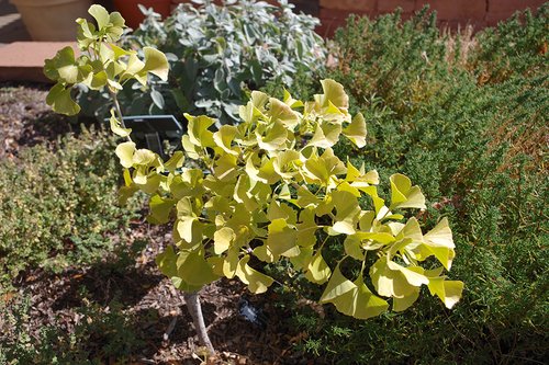 Ginkgo biloba 'Majestic Butterfly' Habit SUM17.JPG