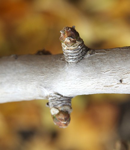 Ginkgo biloba 'Mariken' Buds JWB13.JPG