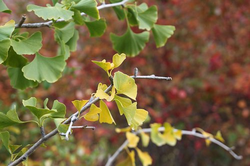 Ginkgo biloba 'PNI 2720; Fall Leaf 2 SQS14.JPG